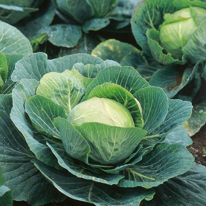 Green cabbage