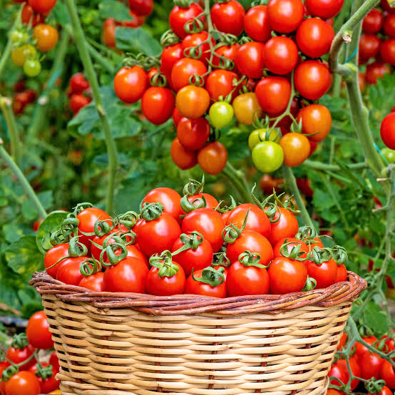 Red Tomato
